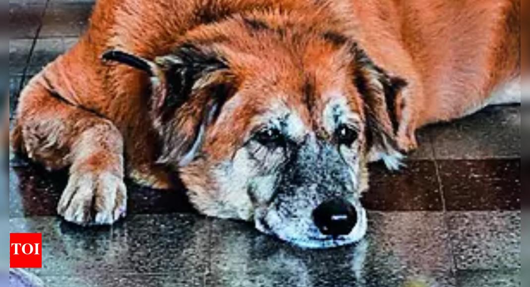 'Happy to see Nemo again': Mumbai dog jumps on train to escape loud crackers, reunited with caregiver after 17 days
