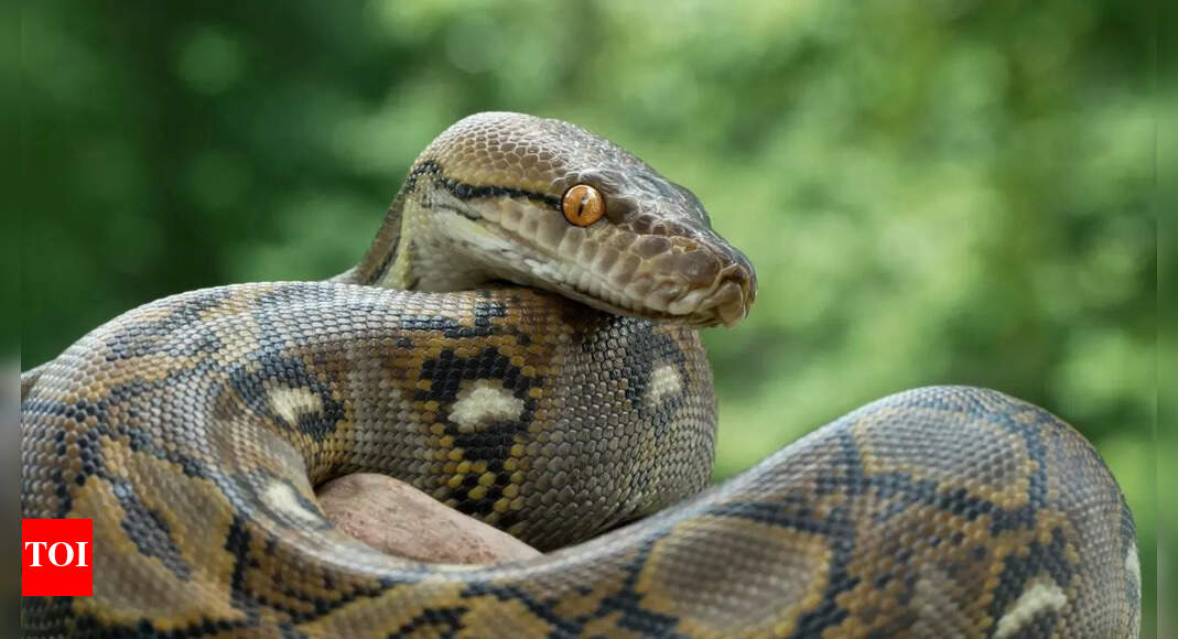 Python hangs 100 feet above ground in Kochi hostel, gets rescued after 10 hours of chaos!