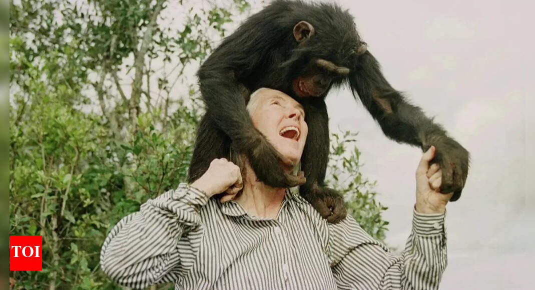 Jane Goodall, eminent primatologist who chronicled the lives of chimps, dies at 91