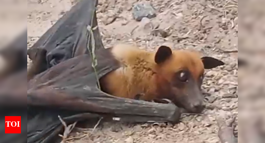 Udan Fox: Terrifying ‘flying fox’ spotted in Rajasthan sky, villagers panic at giant bat sighting