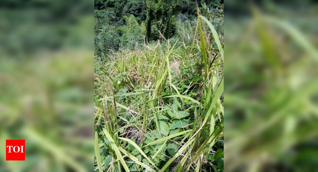 ‘Thingtam’ sparks rodent explosion in Mizoram, paddy fields of 3,983 families in 122 villages destroyed