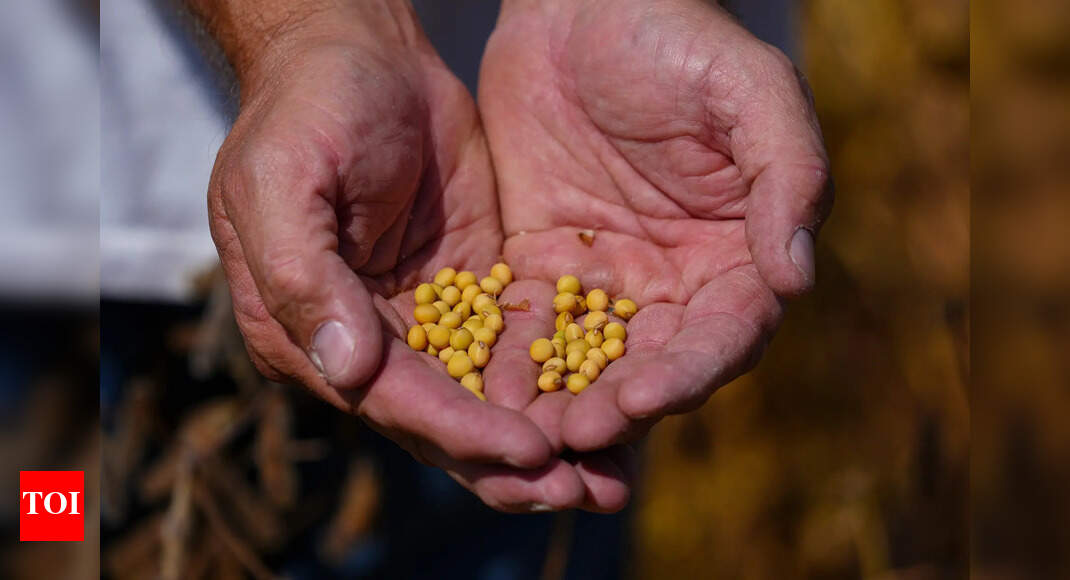 ‘Pawn in trade negotiation’: China refuses to buy US soybeans; Donald Trump admin plans support for farmers – The Times of India