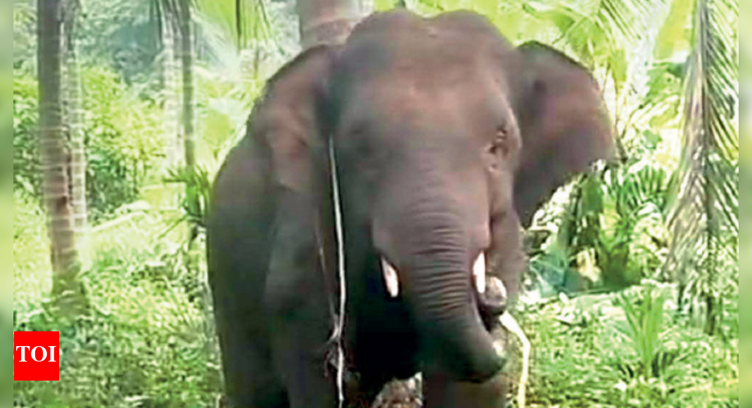 How one elephant has kept three states on their toes