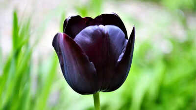 Why black flowers are rare and unique and tips to grow them successfully