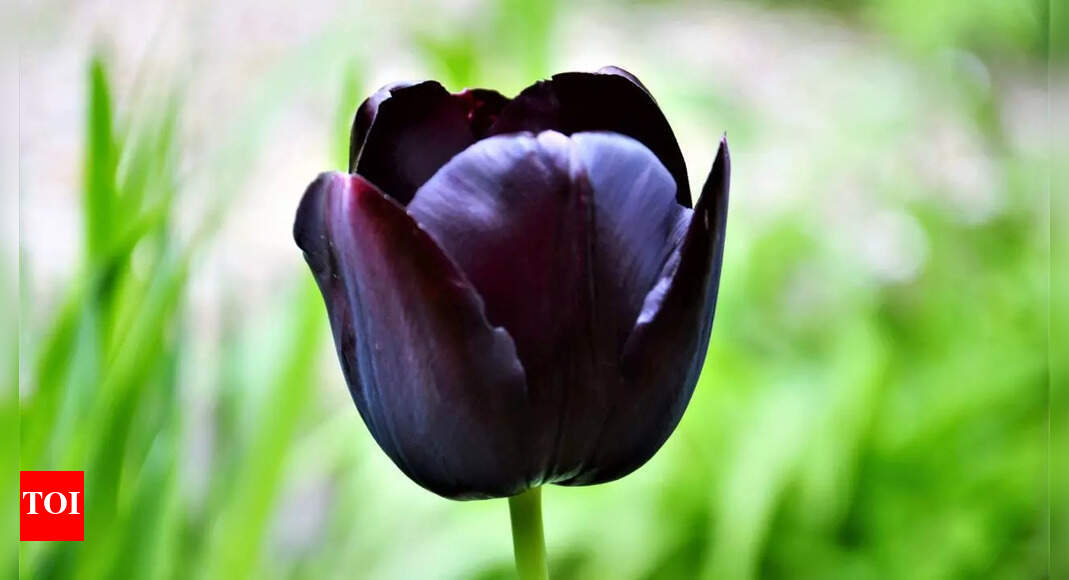 Why black flowers are rare and unique and tips to grow them successfully