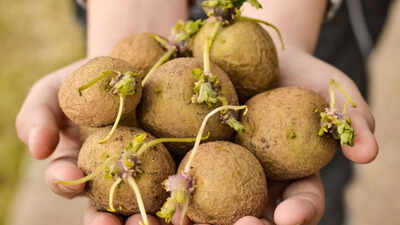 NEVER eat sprouted potatoes: Hidden dangers and health risks explained