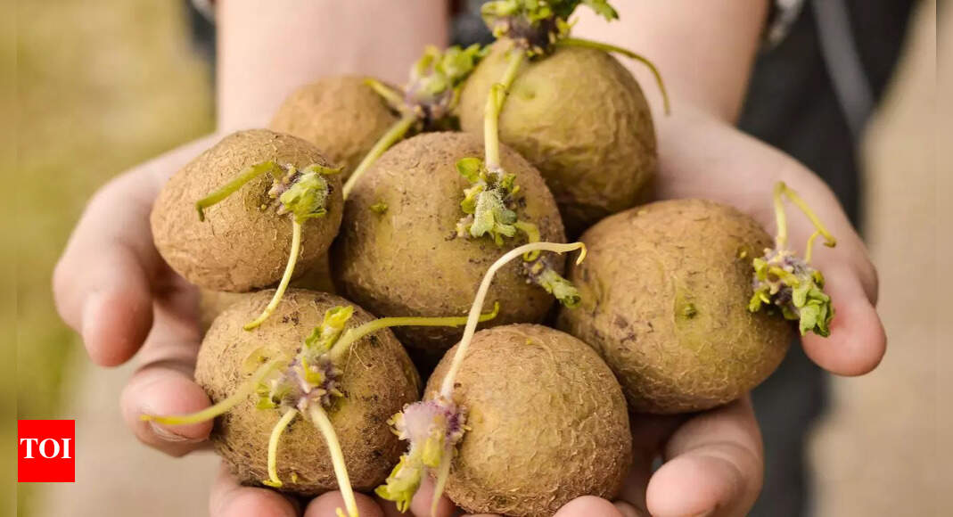 NEVER eat sprouted potatoes: Hidden dangers and health risks explained