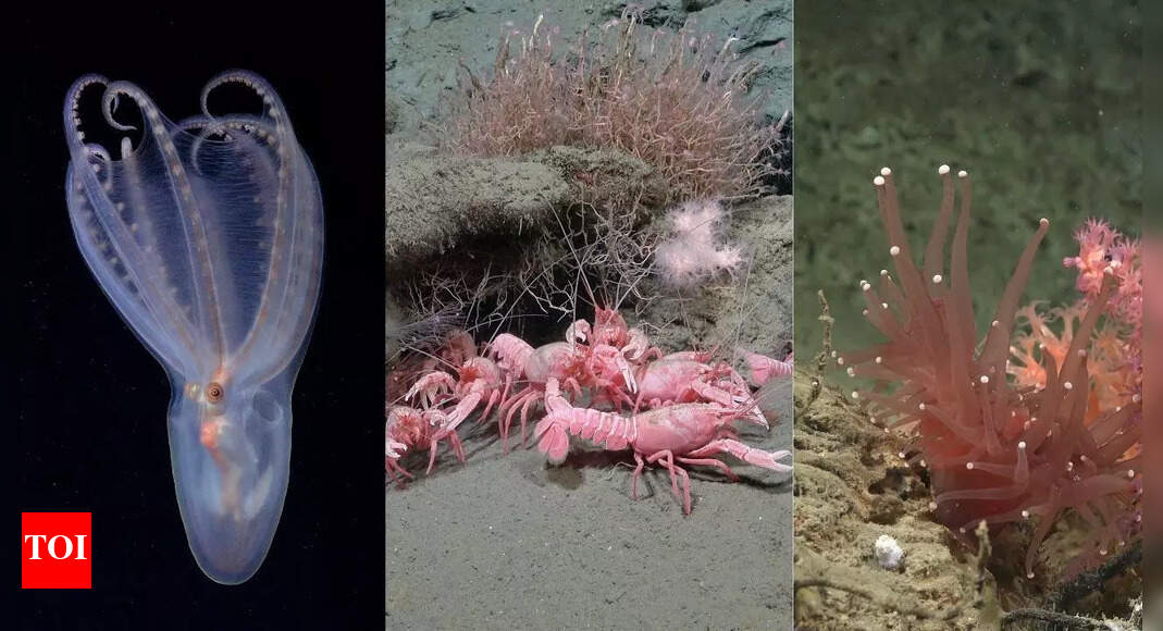 Deep-sea discoveries: Pink lobsters, goofy squid, and 40 new species found in Mar del Plata Canyon