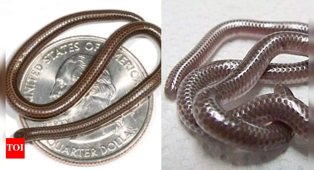 10 smallest snakes in the world: Tiny reptiles that resemble worms