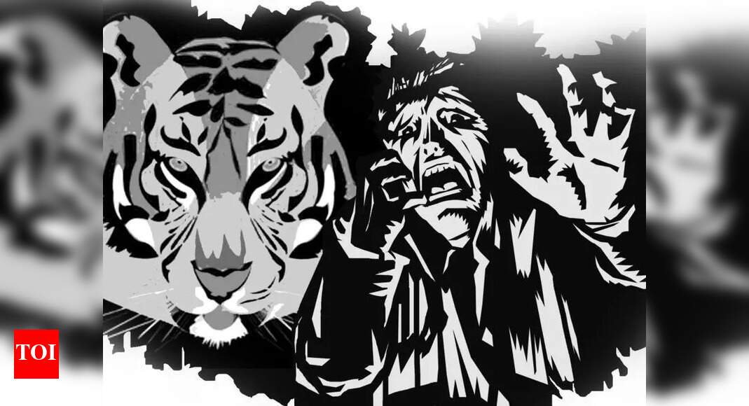 61-year-old farmer killed in tiger attack near Valmiki Tiger Reserve