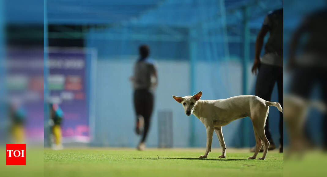 Foreign coach bitten by stray dog at World Para Athletics Championships