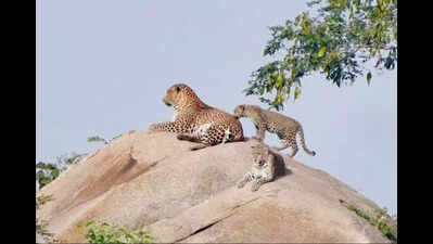 Bengaluru’s Turahalli leopard count jumps from 2 to 4, spurs joy and anxiety