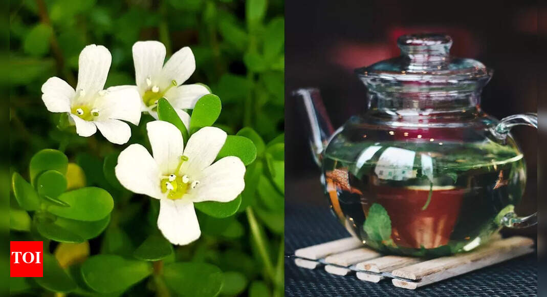 Brahmi Kadha Benefits: Traditional Brahmi Kadha: Why it should be consumed by children, and those over 45 | – The Times of India