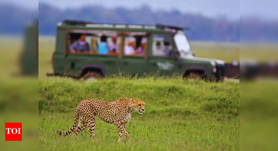 India’s first Cheetah Safari begins at Kuno National Park, Madhya Pradesh – how to book and more