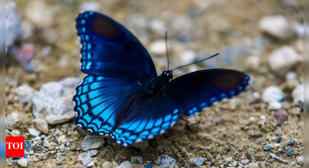 Why blue is rare in nature: Science, examples, and evolution