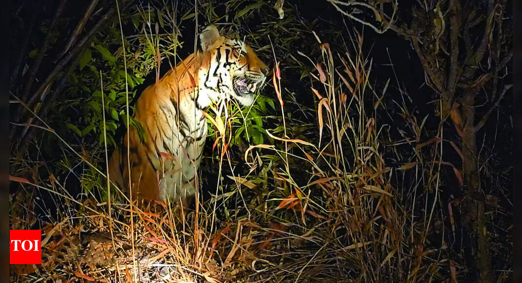 Tiger reserve proposal file goes missing from office, forest dept registers theft complaint