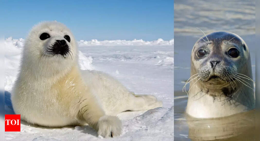 The whiskered hunters: How seals use their sensitive whiskers to track and follow escaping fish