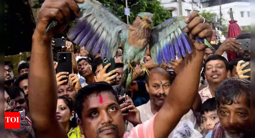 Kolkata: Green worry over Dashami release of ‘neelkantha’ bird