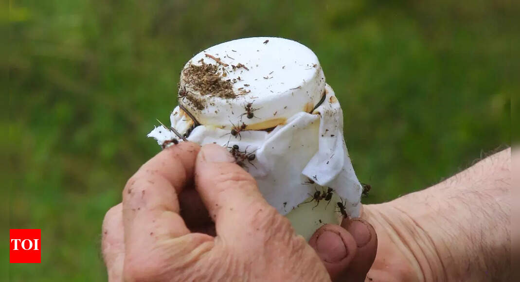 What makes your yogurt tastier? Ants that crawl on 6 legs (and their microbes)