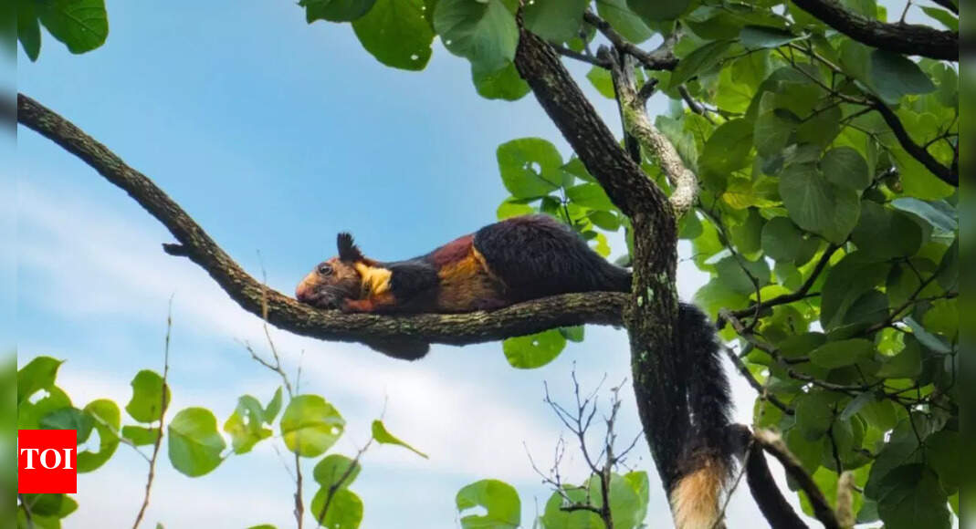Chhattisgarh: Western Ghats species thrive in Udanti-Sitanadi Tiger Reserve