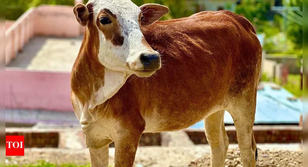 Meet the world’s smallest cows and why farmers love them