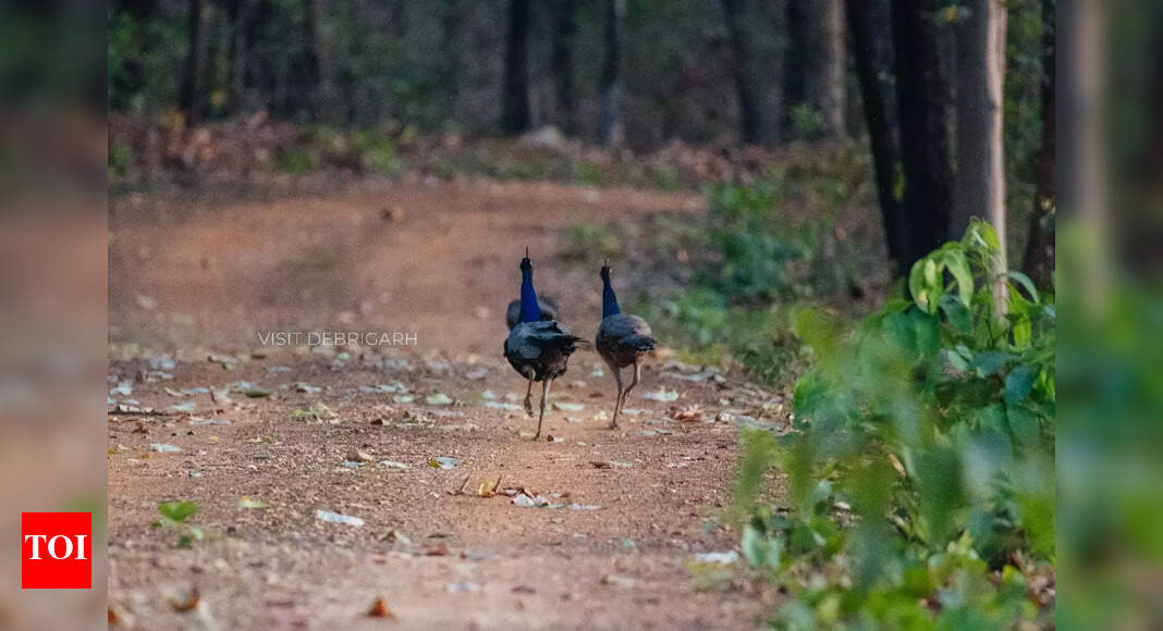 Debrigarh launches dedicated birding trail for avian conservation and education
