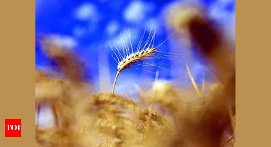 Government seeks views on including PDS food grains in CPI series