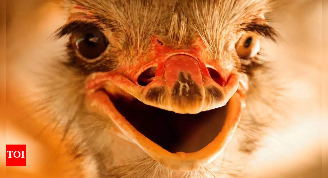 6 Creatures with the Strangest Eyes in Nature That Will Shock You
