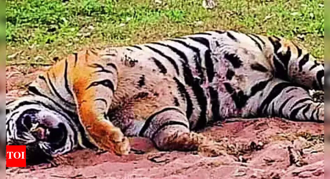 Tiger found dead in Bandhavgarh after 3 deaths in Kanha