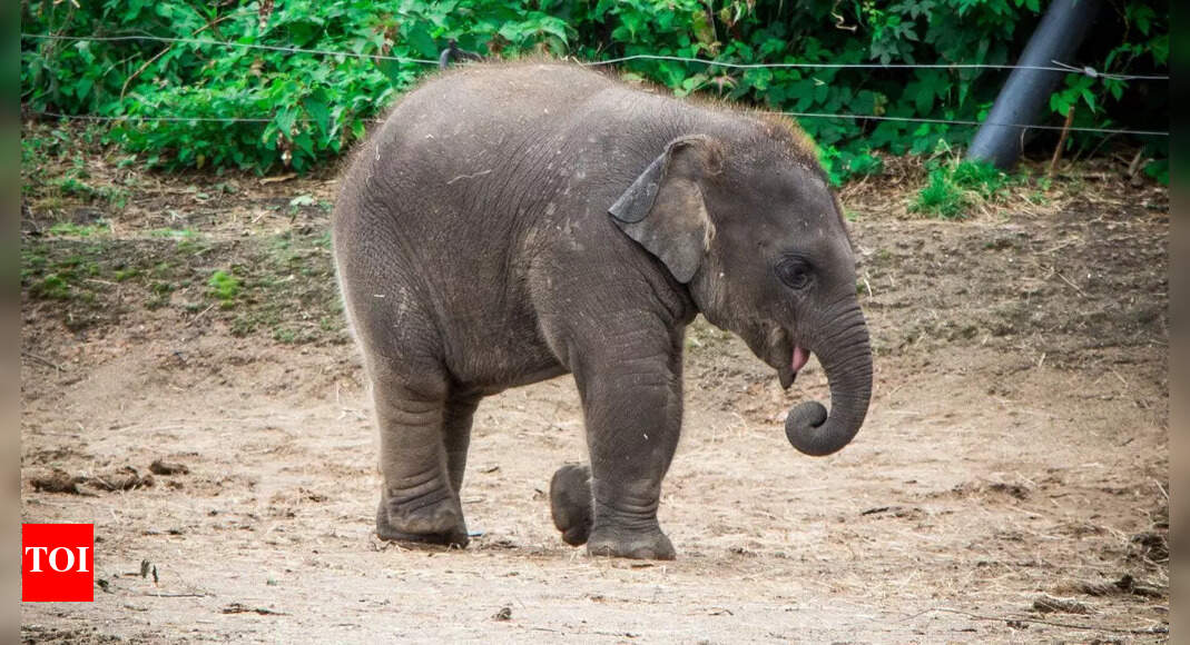 Kaziranga Pays Touching Tribute to Late Singer Zubeen Garg Through Newborn Elephant