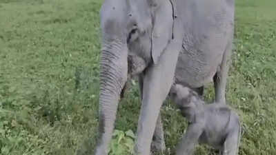 ‘Mayabini’: Kaziranga welcomes baby elephant; named after Zubeen Garg's song