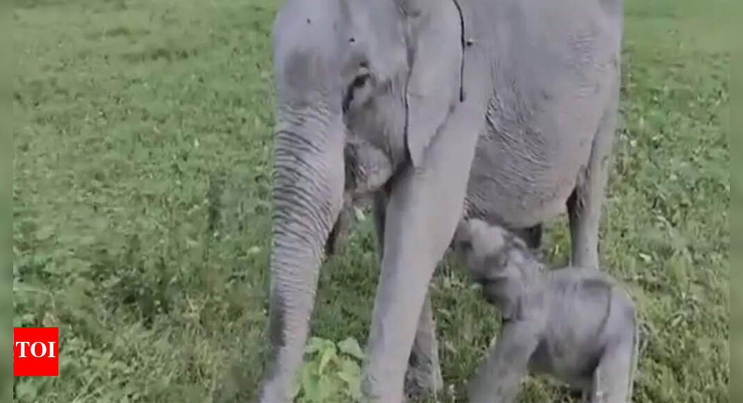 <div>‘Mayabini’: Kaziranga welcomes baby elephant; named after Zubeen Garg's song</div>
