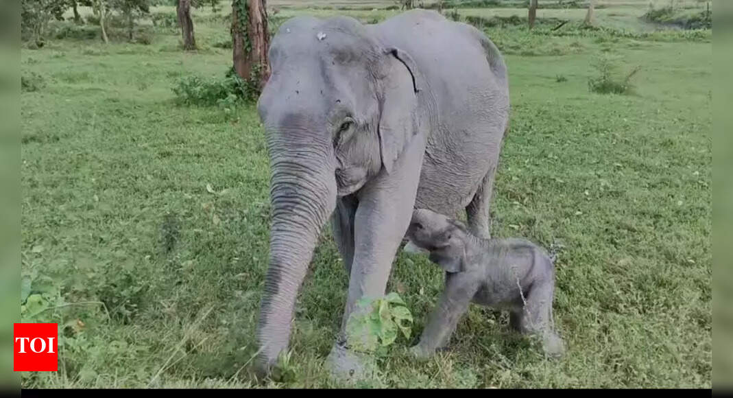 Born in the wild, named to honour Assam’s free-spirited legend: Meet calf ‘Mayabini’