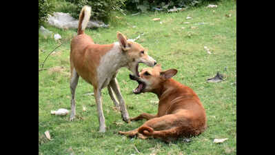 Amid rising stray bites, rabies drug shortage hits Telangana govt hosps