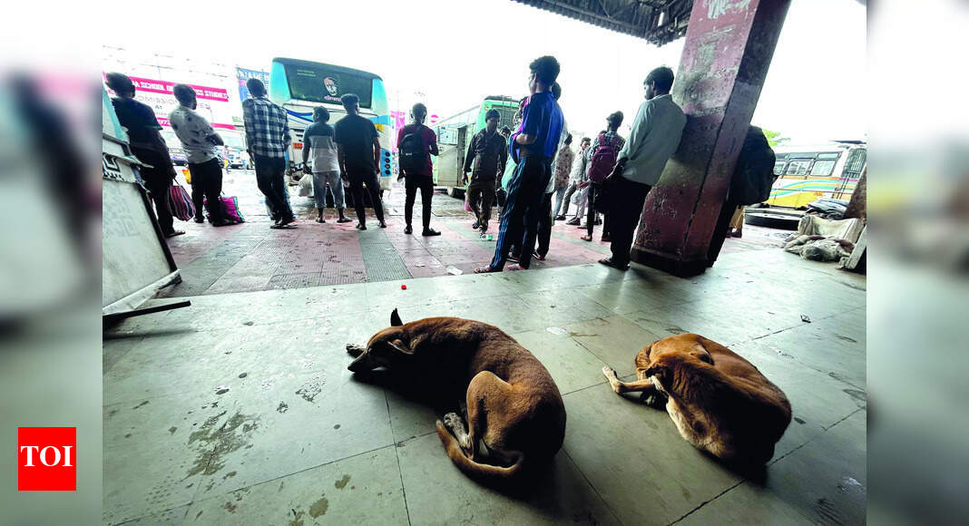 CCP plans stray feeding zones