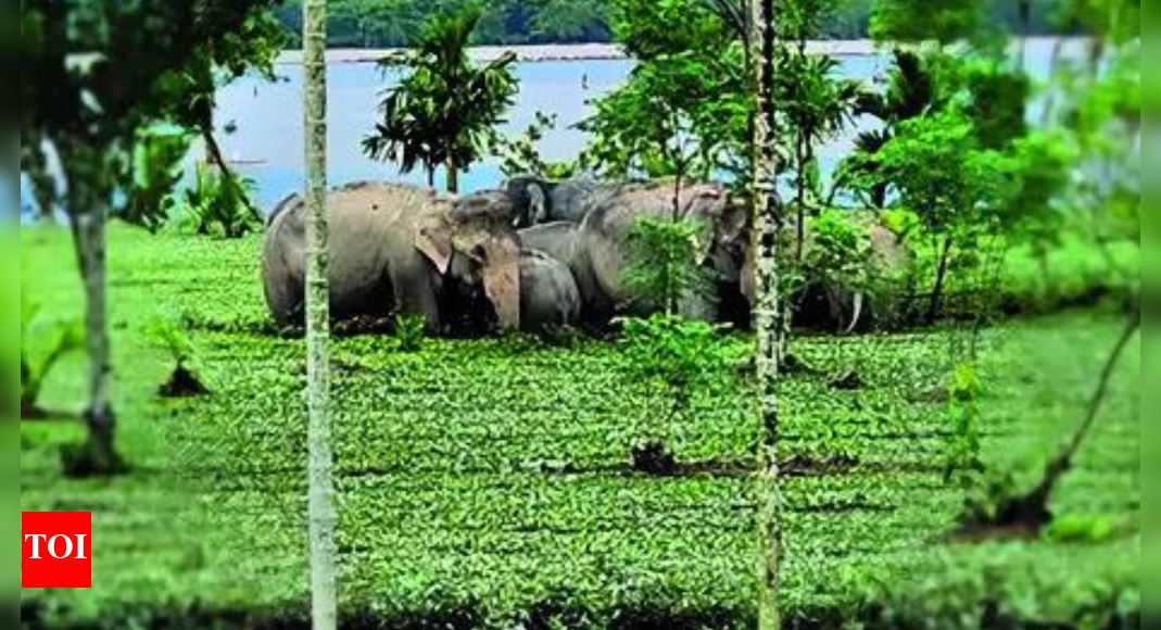West Bengal: Flood waters wash away rhinos, trap jumbos near Gorumara, Jaldapara