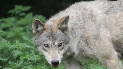 Uttar Pradesh: 'Shoot on sight' orders for wolves in Bahraich