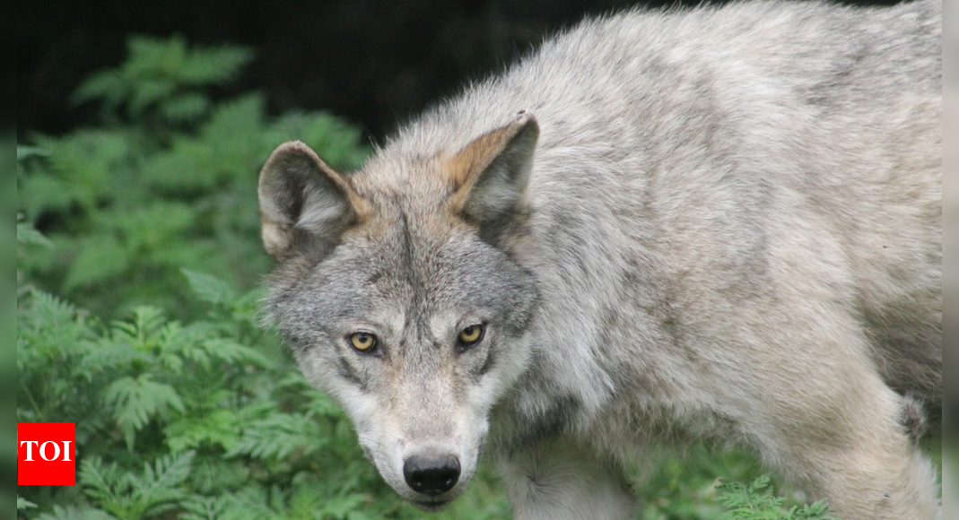 <div>Uttar Pradesh: 'Shoot on sight' orders for wolves in Bahraich</div>