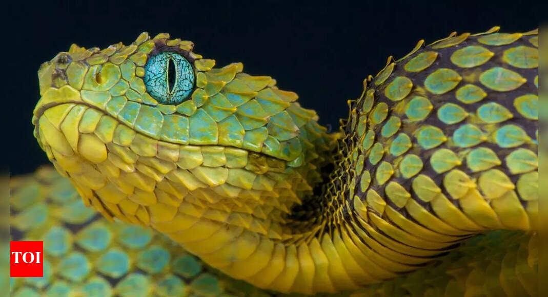 7 Invasive snakes in the USA you need to know about from Burmese Python to Green Anaconda