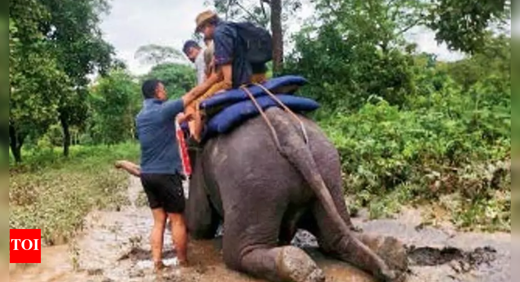North Bengal: Trek to safety via human chains, elephant rides & ziplines in waist-deep waters