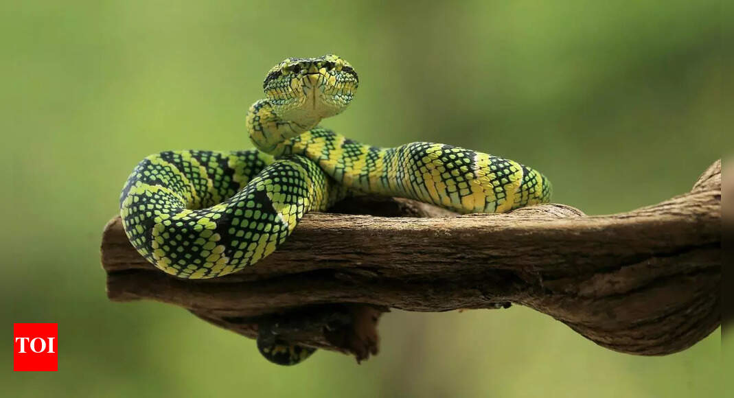 What time of the day or night are snakes most active? Insights into their habits and movements