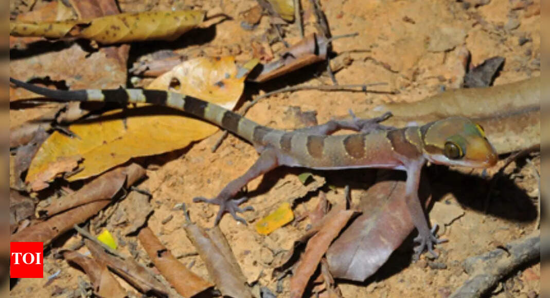 Sakaerat bent-toed gecko discovered in Thailand’s dense forests: A mysterious new reptile species with rare traits