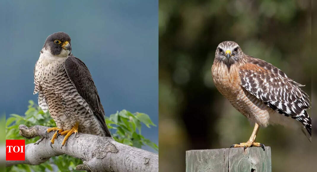 Falcon vs hawk differences explained: 8 key traits to easily tell them apart