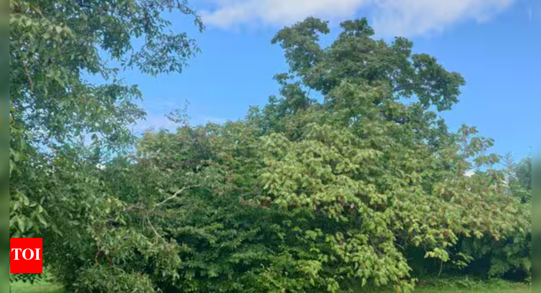 Observation test: This garden scene is driving internet crazy; can you spot what’s hidden?