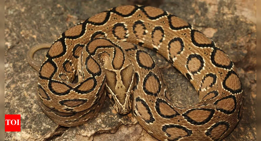 Most venomous Indian snakes could become more dangerous due to climate change: Study