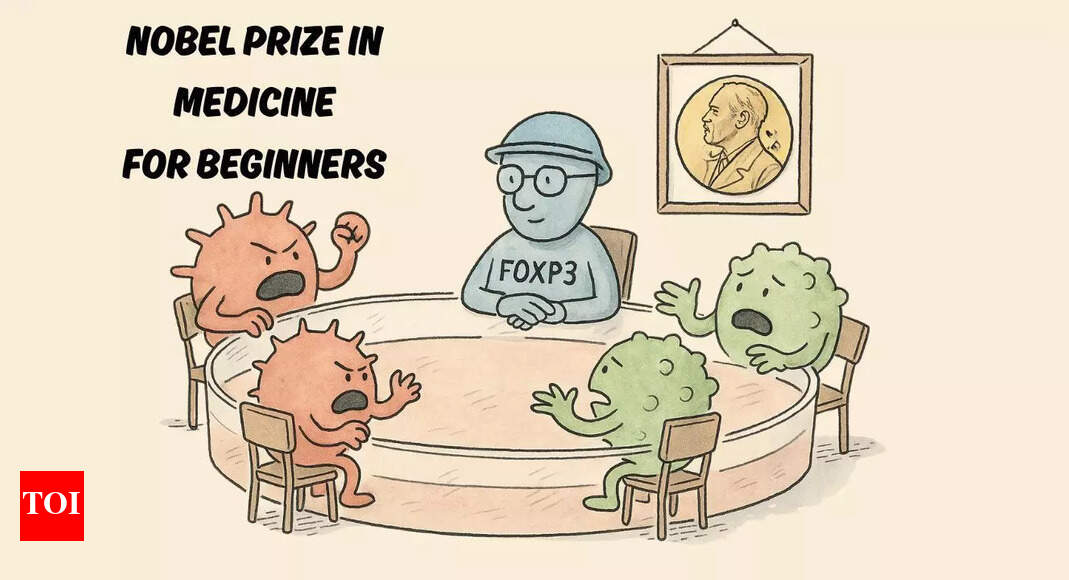 Nobel Prize in Medicine for Beginners: How Mary Brunkow, Fred Rasmdell, and Shimon Sakguchi found the body's 'peacekeepers'