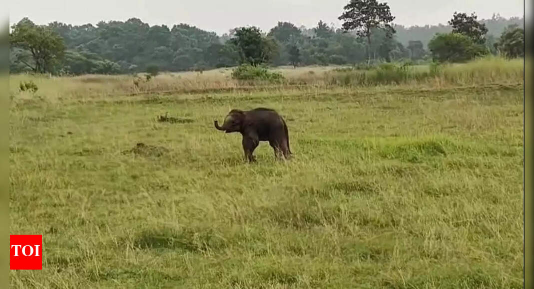 Injured elephant calf cause of concern for forest staff