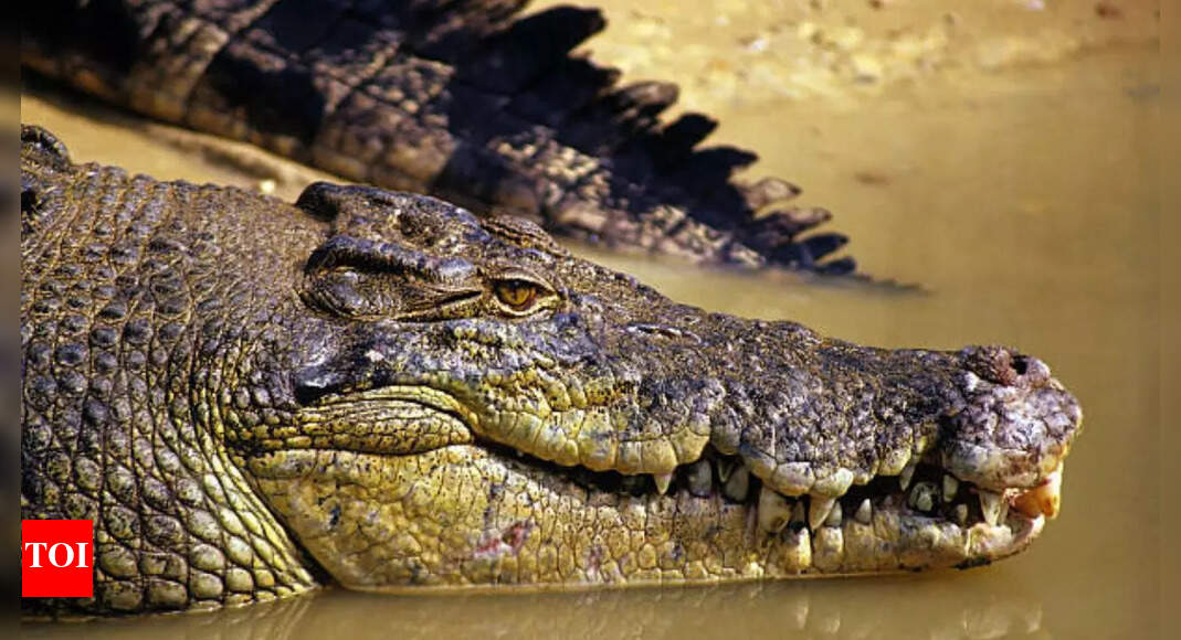 59-year-old woman feared dead after saltwater crocodile attack in Jajpur district