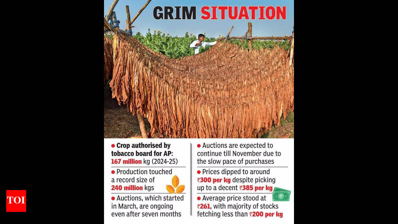 tobacco price per kg Tobacco farmers face losses due to overproduction and falling prices in AP  | Vijayawada News