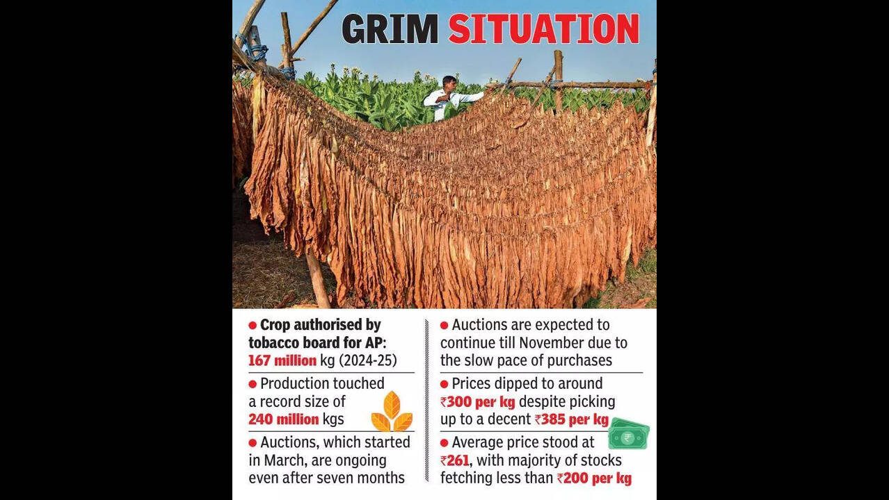 tobacco price in andhra pradesh today farmers face losses due to overproduction and falling prices AP | Vijayawada News Andhra farmers seek Rs 360